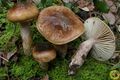 Hygrophorus dichrous